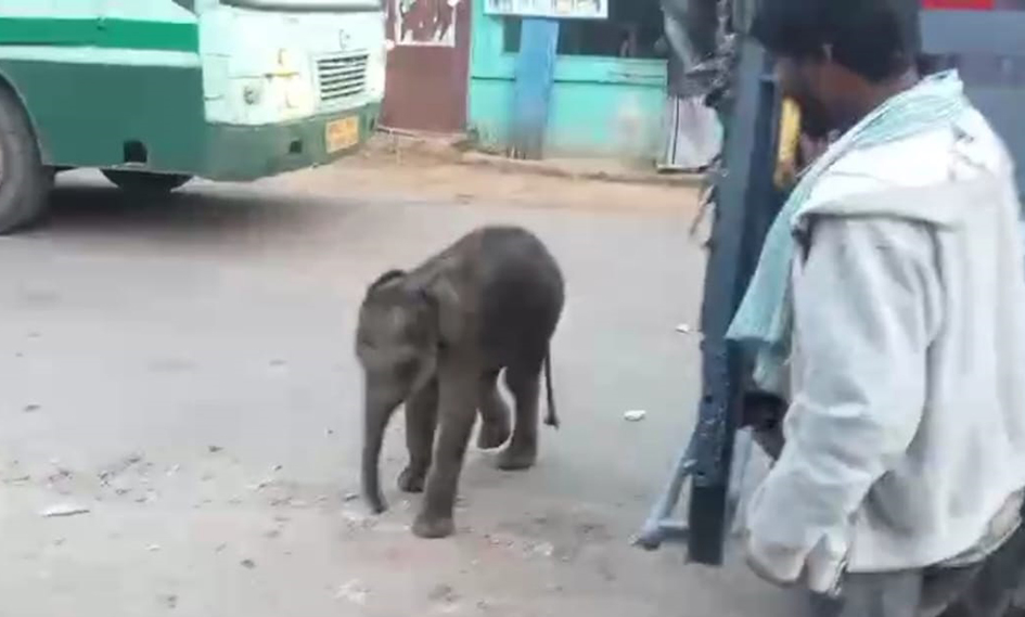 அரேபாளையம் கிராமத்தில் புகுந்த குட்டி யானையால் பரபரப்பு- வனத்துறையினரால் மீட்பு