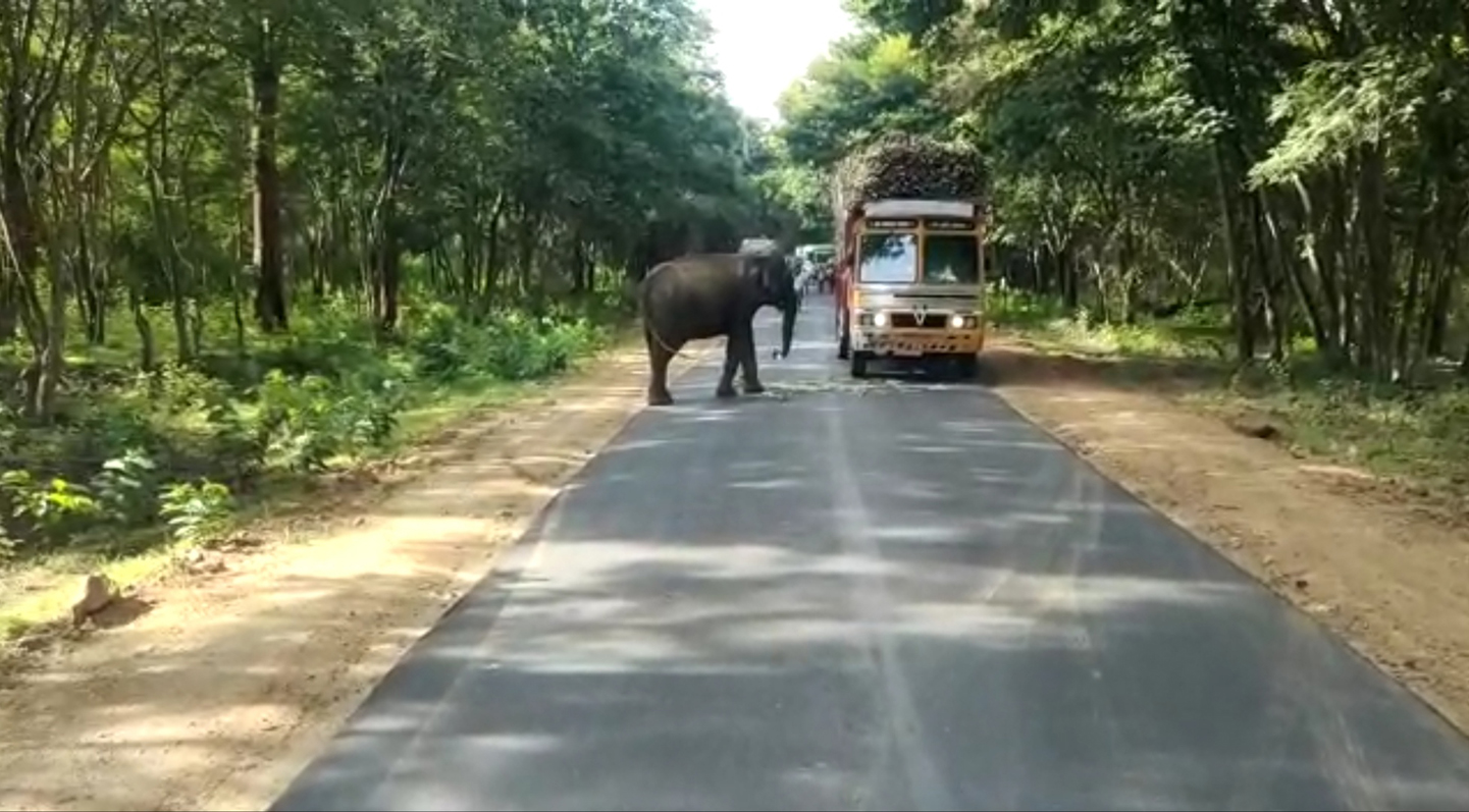 ஆசனூர் அருகே இன்று காலை லாரியை வழி மறித்து கரும்பு சாப்பிட்ட யானை- போக்குவரத்து பாதிப்பு