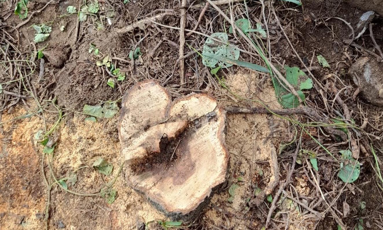 ஈரோட்டில் நள்ளிரவில் ரூ.25 லட்சம் மதிப்புள்ள சந்தன மரம் வெட்டி கடத்தல்