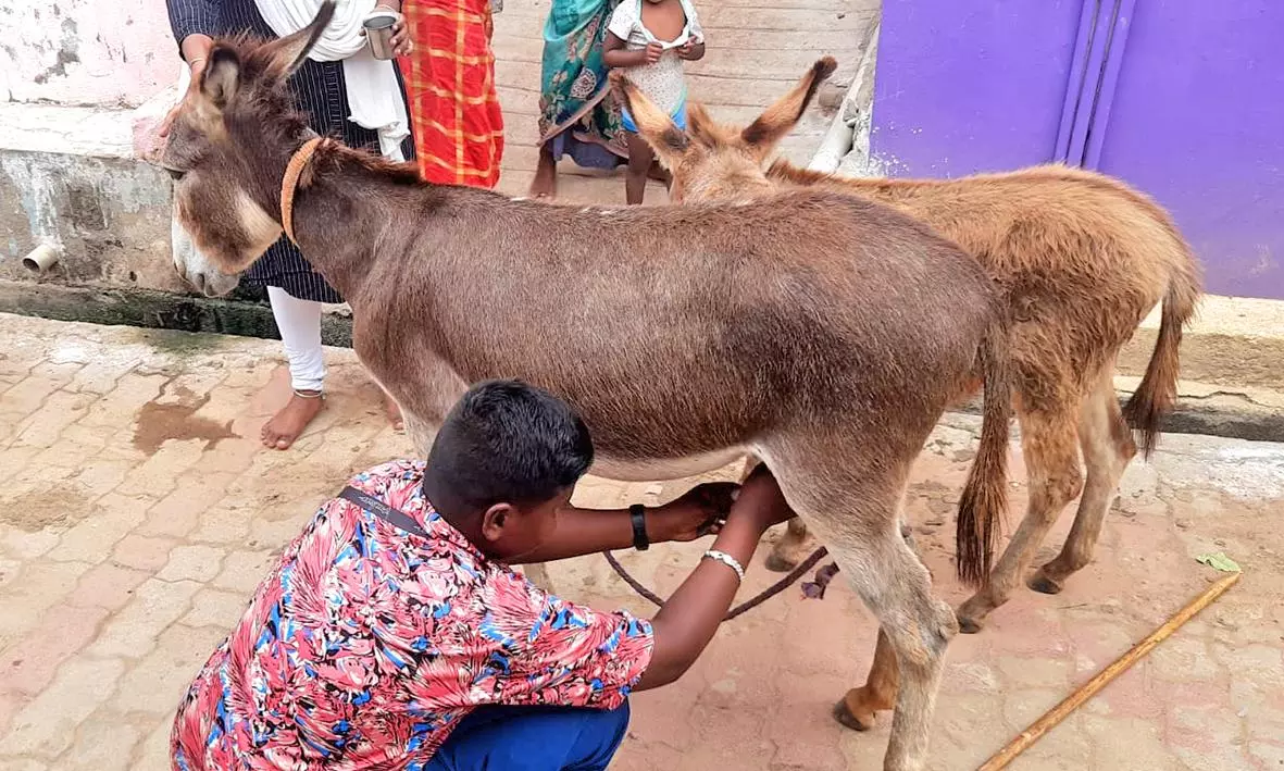 தென்காசி மாவட்டத்தில் கிராமப்புறங்களில் சூடுபிடிக்கும் கழுதைப்பால் விற்பனை