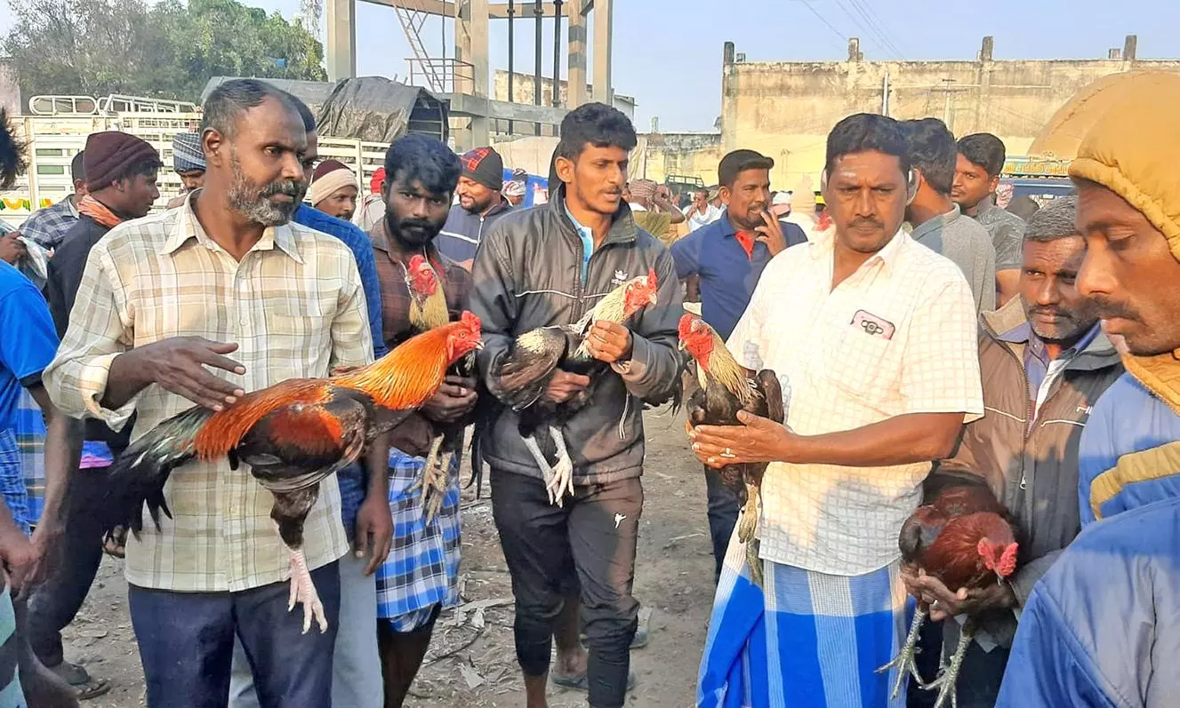 களைகட்டிய கவுந்தப்பாடி சந்தை- பொங்கல் பண்டிகையையொட்டி இன்று ரூ.50 லட்சத்துக்கு கட்டு சேவல்கள் விற்பனை