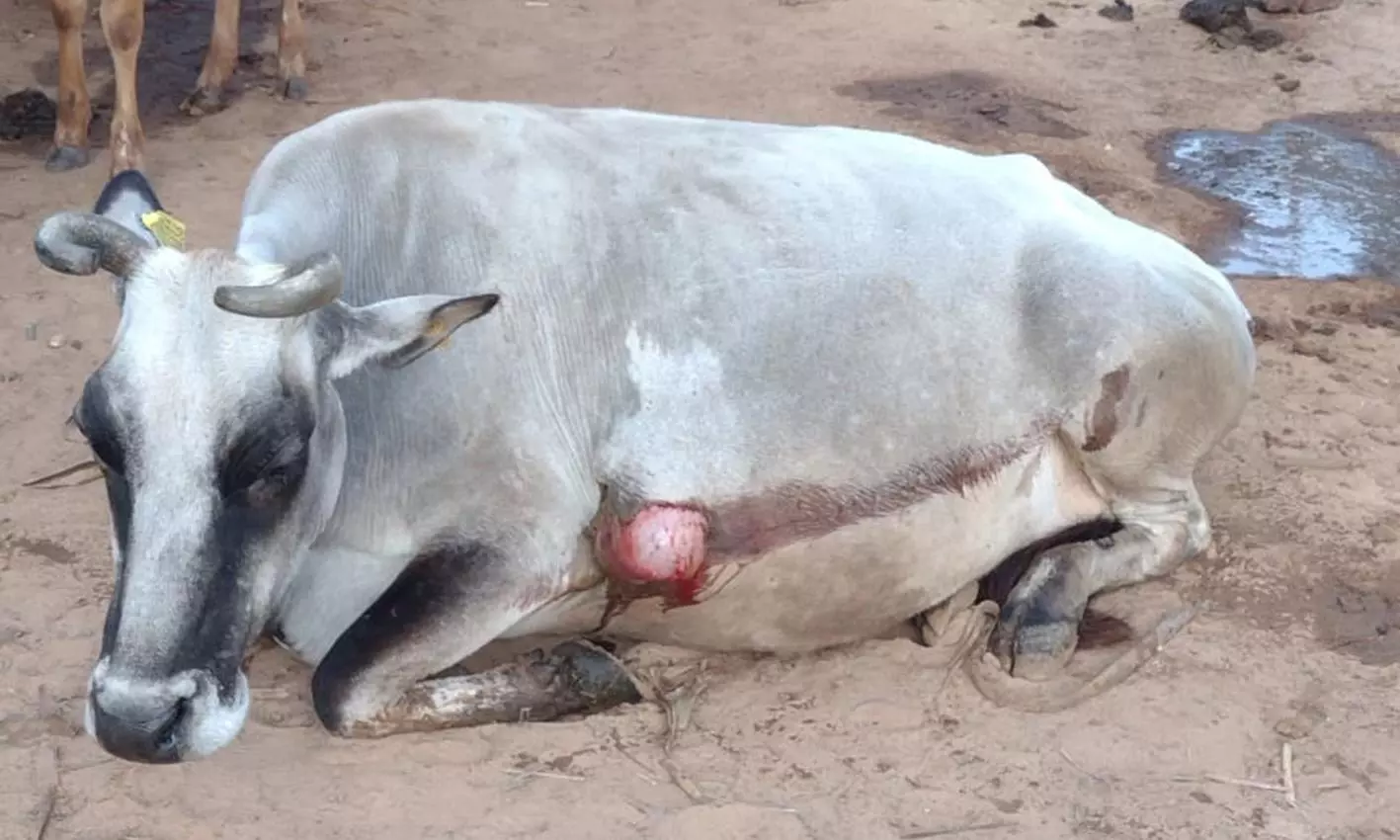 மயக்க ஊசி செலுத்த வந்த மருத்துவ குழுவினரை விரட்டிய கருப்பன் யானை மயக்க ஊசி செலுத்த வந்த மருத்துவ குழுவினரை விரட்டிய கருப்பன் யானை