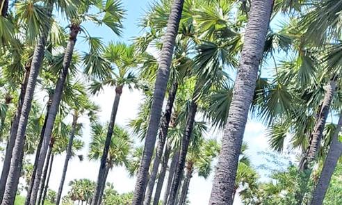 உடன்குடி வட்டார பகுதியில் கருப்பட்டி உற்பத்திக்கு தயாராகும் தொழிலாளர்கள்