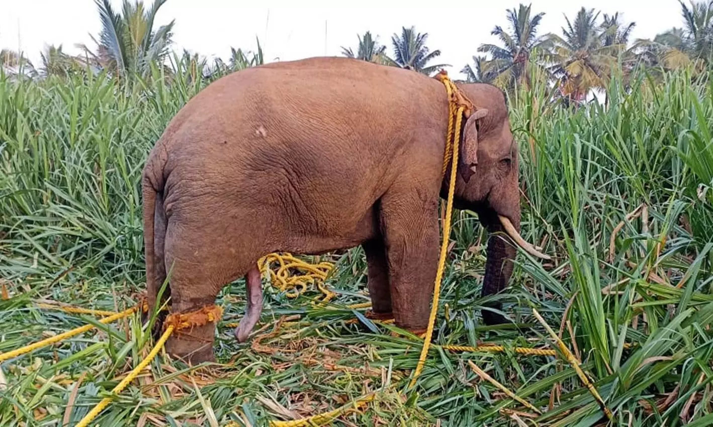 தாளவாடியில் ஒரு ஆண்டுக்கும் மேலாக அட்டகாசம்- மயக்க ஊசி செலுத்தி கருப்பன் யானையை பிடித்த வனத்துறையினர் தாளவாடியில் ஒரு ஆண்டுக்கும் மேலாக அட்டகாசம்- மயக்க ஊசி செலுத்தி கருப்பன் யானையை பிடித்த வனத்துறையினர்