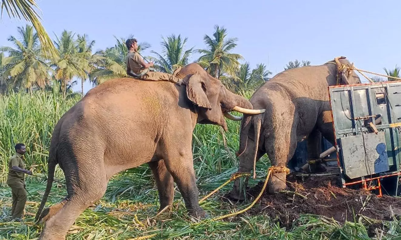 தாளவாடியில் ஒரு ஆண்டுக்கும் மேலாக அட்டகாசம்- மயக்க ஊசி செலுத்தி கருப்பன் யானையை பிடித்த வனத்துறையினர் தாளவாடியில் ஒரு ஆண்டுக்கும் மேலாக அட்டகாசம்- மயக்க ஊசி செலுத்தி கருப்பன் யானையை பிடித்த வனத்துறையினர்