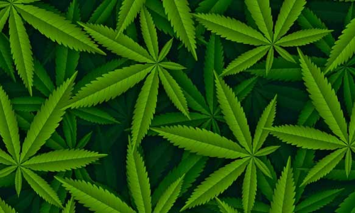 குலசேகரம் அருகே  கஞ்சா விற்ற 3 பேர் கைது