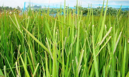 வரகு சாகுபடி பரப்பு 300 ஏக்கராக அதிகரிப்பு