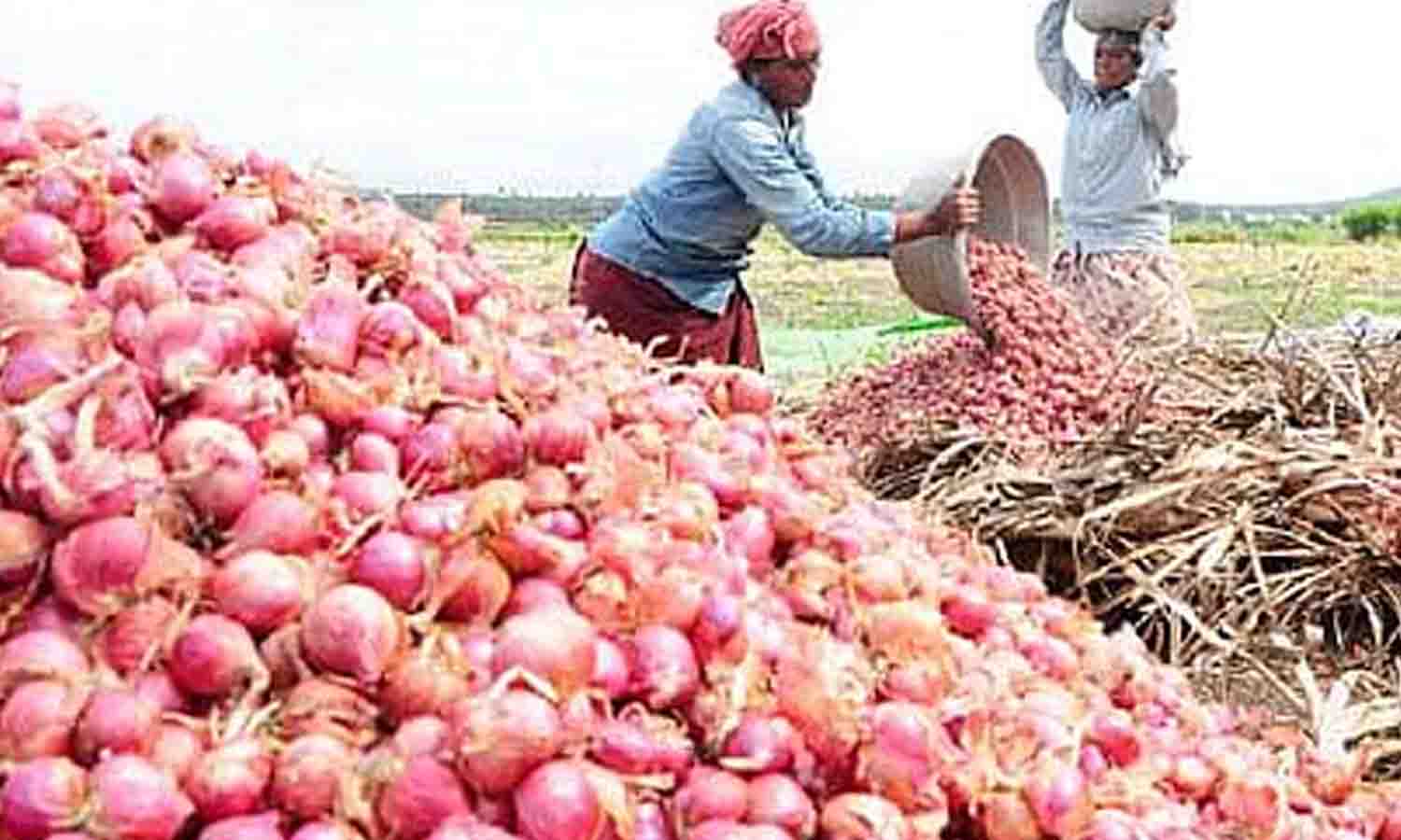 விலை வீழ்ச்சியால் சின்னவெங்காயத்தை அறுவடை செய்ய உடுமலை விவசாயிகள் தயக்கம் விலை வீழ்ச்சியால் சின்னவெங்காயத்தை அறுவடை செய்ய உடுமலை விவசாயிகள் தயக்கம்