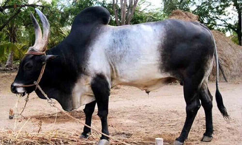 பழையகோட்டை சந்தையில் ரூ.24 லட்சத்திற்கு காங்கயம் இன காளைகள் விற்பனை