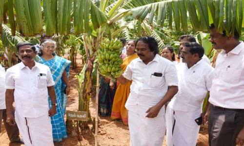 கன்னியாகுமரி அரசு பழத்தோட்டத்தில் அரிய வகை வாழை மரங்கள்