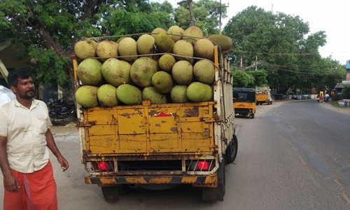 செங்கோட்டை பகுதியில்  பலாப்பழம் விலை உயர்வு