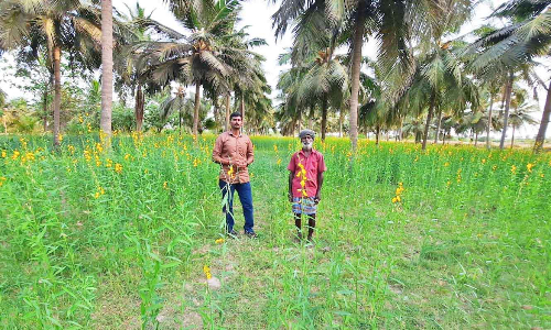 சணப்பை பயிரிட்டு விவசாயிகள் பயன்பெறலாம்