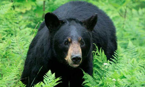 குன்னூர் அருகே ரேஷன் கடையை கதவை உடைக்க முயற்சித்த கரடி :