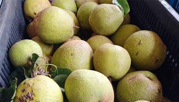 கொடைக்கானலில் பேரிக்காய்க்கு விலை உயர்வால் விவசாயிகள் மகிழ்ச்சி கொடைக்கானலில் பேரிக்காய்க்கு விலை உயர்வால் விவசாயிகள் மகிழ்ச்சி