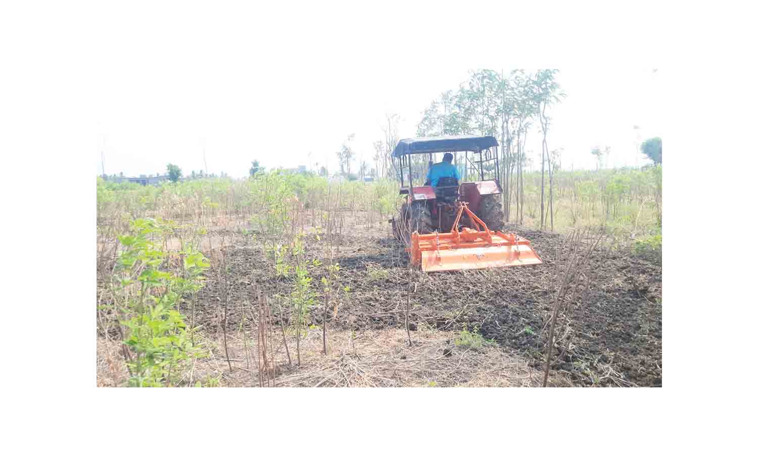 தருமபுரி மாவட்டத்தில் நிலக்கடலை விதைப்பு பணி தீவிரம் தருமபுரி மாவட்டத்தில் நிலக்கடலை விதைப்பு பணி தீவிரம்