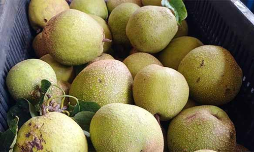 கொடைக்கானலில் பேரிக்காய்க்கு விலை உயர்வால் விவசாயிகள் மகிழ்ச்சி