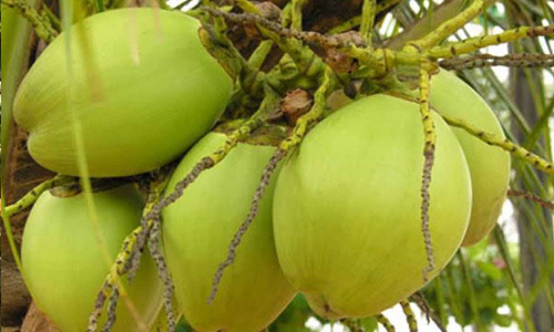 இளநீர் தட்டுப்பாடு - வடமாநிலங்களுக்கு ஏற்றுமதி பற்றாக்குறை