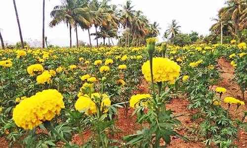 திண்டுக்கல் அருகே செண்டு மல்லி விளைச்சல் அதிகரித்தும் விவசாயிகள் தவிப்பு