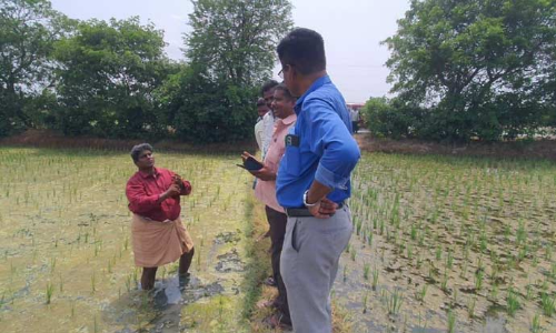 பொன்னேரி-மீஞ்சூர் பகுதியில் 5 ஆயிரம் ஏக்கர் நெற்பயிர்கள் பாதிப்பு