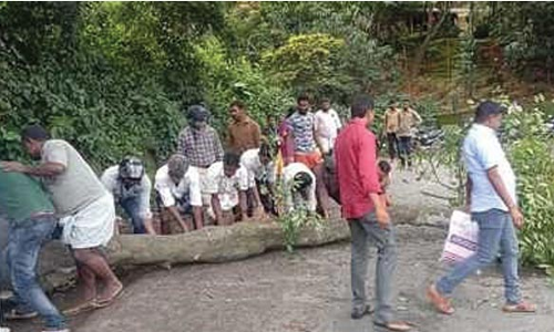 கூடலூரில்  மரம் விழுந்து போக்குவரத்து பாதிப்பு