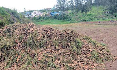 நீலகிரியில் மழையால் 100 ஏக்கர் பரப்பளவில் கேரட் பயிர் நாசம்