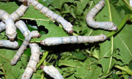 நோய் தாக்குதலால் பட்டுக்கூடுகள் உற்பத்தி பாதிப்பு விவசாயிகள் கவலை