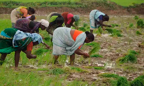 விவசாயிகளுக்கு சிறப்பு பயிற்சி