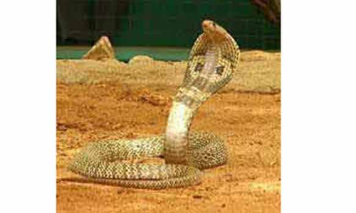 சமையல் அறையில் விஷப்பாம்பு