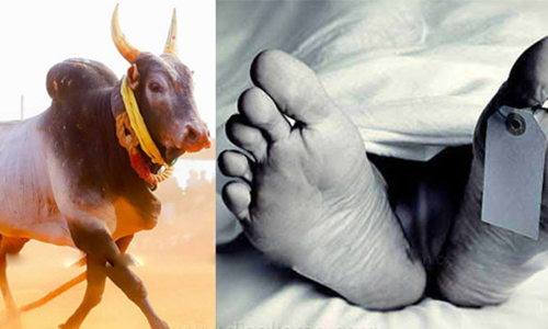 ஜல்லிக்கட்டில் மாடு முட்டி வாலிபர் சாவு