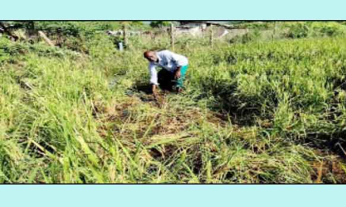 பன்றிகளால் விவசாயிகள் கவலை