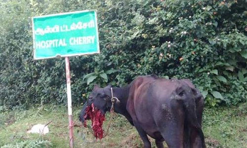 நாட்டு வெடியை கடித்ததில் பசுமாடு வாய் சிதைந்தது