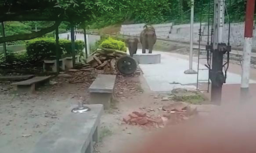 குட்டியுடன் திரிந்த யானையால் பொதுமக்கள் அச்சம்