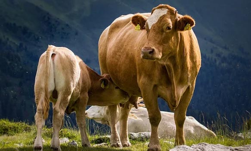 மனித இனமே குறைபிரசவம்தான்!