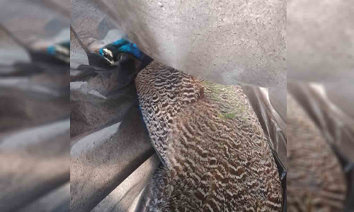 மின்சாரம் தாக்கி  மயில் உயிரிழப்பு