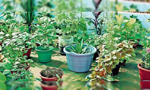 வீடுகளின் மாடிகளில் மூலிகை தோட்டம்