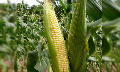 மக்காச்சோளம்  விலை சரிவால் விவசாயிகள் கவலை