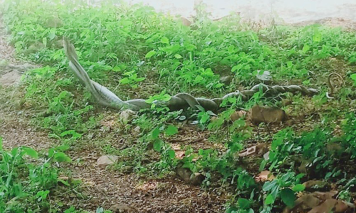 நாட்டறம்பள்ளி பகுதியில் நடனம் ஆடிய பாம்புகள்