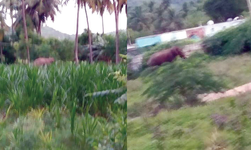 தண்ணீர் என நினைத்து சாராயத்தை குடித்து அட்டகாசம் செய்த காட்டுயானை