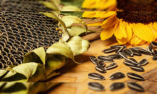 வெள்ளகோவிலில் ரூ.6 லட்சத்திற்கு சூரியகாந்தி  விதை  ஏலம்