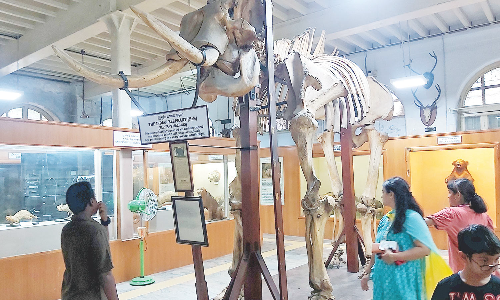 கோடை விடுமுறையையொட்டி எழும்பூர் மியூசியத்தில் அலைமோதும் கூட்டம்