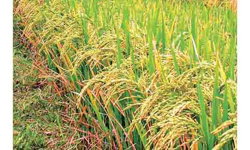 நெல்லுக்கான விலையை மத்திய அரசு உயர்த்திட வேண்டும்-  விவசாயிகள் சங்கம் கோரிக்கை