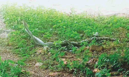 நாட்டறம்பள்ளி பகுதியில் நடனம் ஆடிய பாம்புகள்