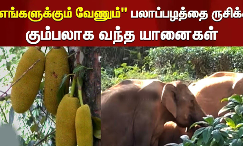 குன்னூரில் மண்ணில் புரண்டு விளையாடும் யானைகள்