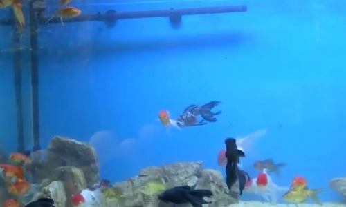 இந்தியாவில் முதன்முறையாக அலங்கார மீன்களை தாக்கும் நோய்கள் குறித்து ஆராய்ச்சி