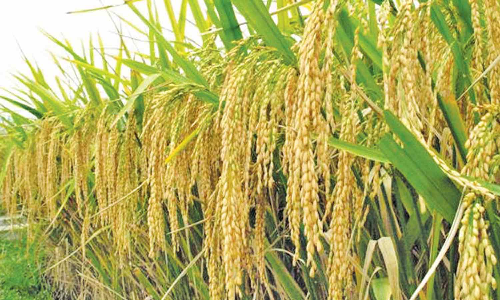 இயற்கை விவசாயத்தால் ஏற்படும் பயன்கள் என்னென்ன? சின்னசேலத்தில் விழிப்புணர்வு கூட்டம்