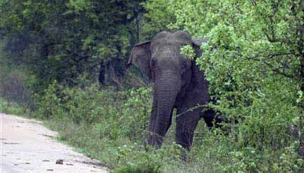 கூடலூர் அருகே தொழிலாளி வீட்டை சேதப்படுத்திய காட்டு யானை கூடலூர் அருகே தொழிலாளி வீட்டை சேதப்படுத்திய காட்டு யானை