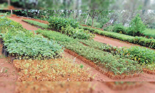 காய்கறி சாகுபடிக்காக நாற்றுப்பண்ணைகளில் நாற்று உற்பத்தி பணிகள் தீவிரம்