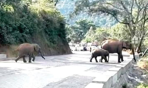 குன்னூர் அருகே யானைகள் சாலையை கடப்பதற்காக போக்குவரத்து நிறுத்தம்