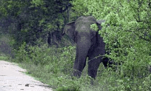 கூடலூர் அருகே தொழிலாளி வீட்டை சேதப்படுத்திய காட்டு யானை