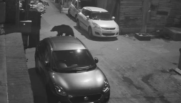 ஊட்டி நகருக்குள் நள்ளிரவில் புகுந்த கரடி ஊட்டி நகருக்குள் நள்ளிரவில் புகுந்த கரடி